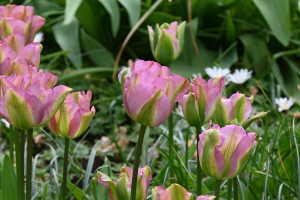 Viridiflora Tulpe Grne Tulpe 'Groenland'