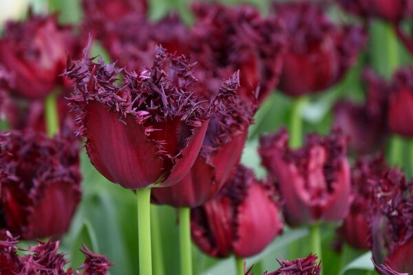 Tulpe, Gartentulpe Labrador