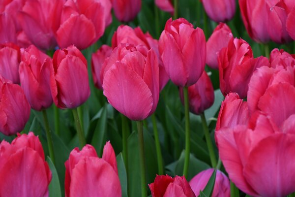 Darwin Tulpe 'Lady van Eijk'