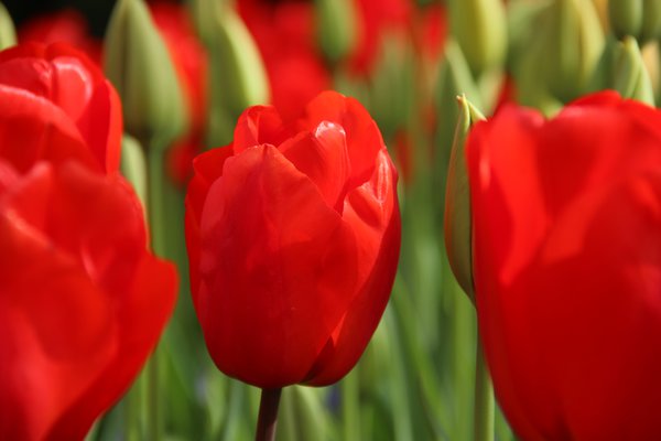 Darwin Tulpe 'Lalibela'