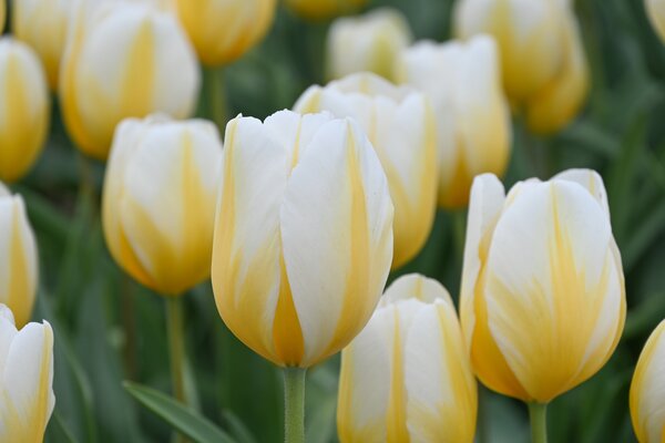 Tulpe, Gartentulpe, Tulipa Lemon Chiffon
