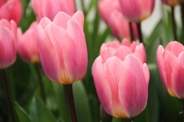 Tulpe, Gartentulpe, Tulipa Light an Dreamy