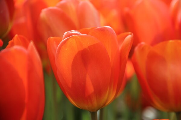 Tulpe, Gartentulpe, Tulipa  Lighting Sun