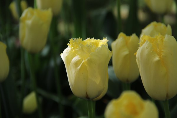 Tulpen Bltezeit Gefranste Tulpe Maja Lubera