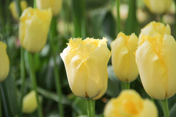 Gefranste Tulpe 'Maja'