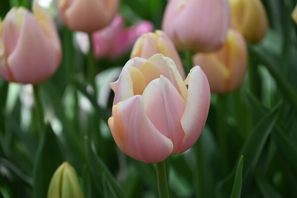 Triumph Tulpe 'Mango Charm'