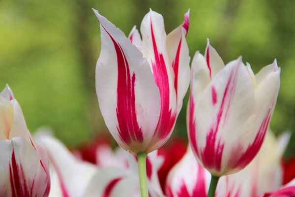 Lilienbltige Tulpe 'Marilyn'