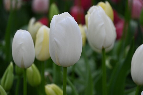 Einfache spte Tulpe 'Maureen'