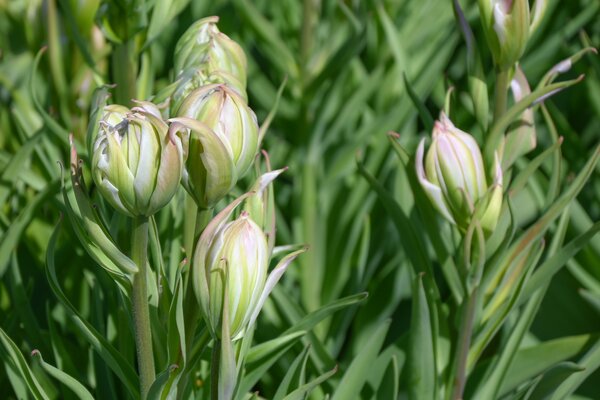 Tulpe, Gartentulpe, Tulipa Mystery Valley