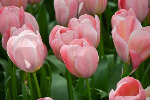 Darwin Tulpe 'Mystic van Eijk' (korr)