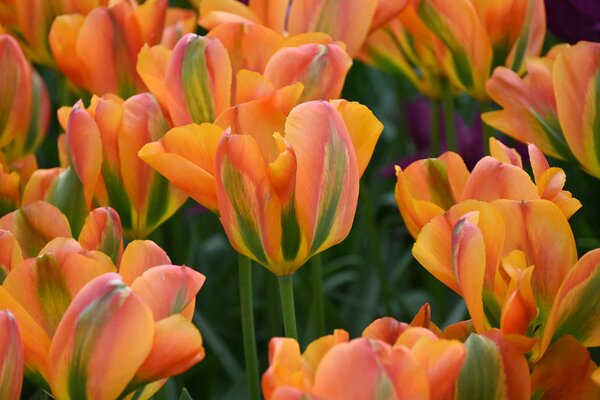 Viridiflora Tulpe, Grne Tulpe 'Orange Marmalade'