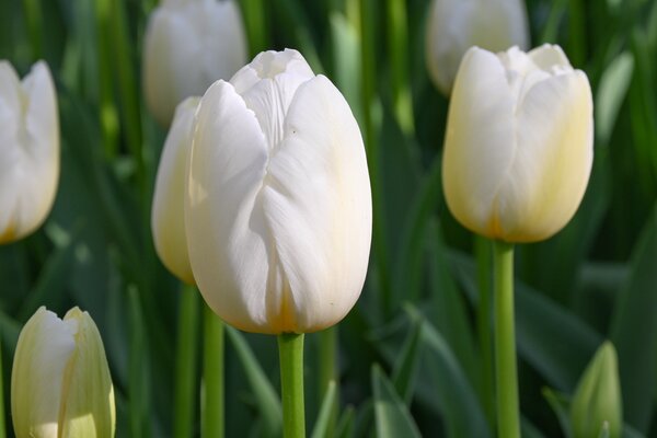 Tulpe, Gartentulpe, Tulipa Pay Bas