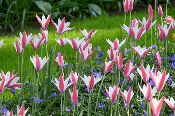 Tulpe, botanische Tulpe, Tulipa Peppermintstick