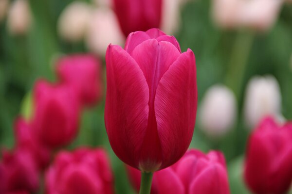 Triumph Tulpe 'Pink Ardour'