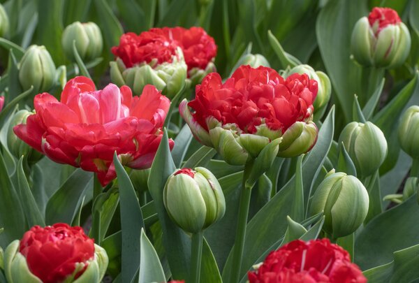 Tulpe, Gartentulpe, Tulipa Promiss