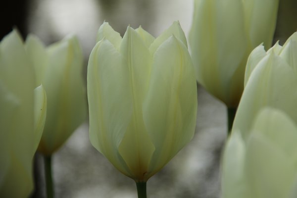 Gartenarbeit im April Lubera Fosteriana Tulpen