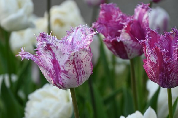 Tulpe, Gartentulpe, Tulipa Purple Circus