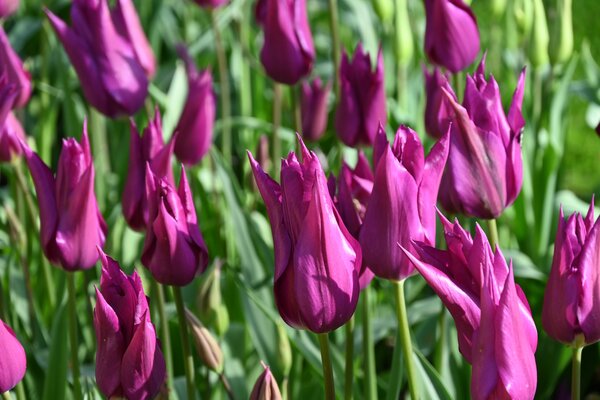 Lilienbltige Tulpe 'Purple Dream'