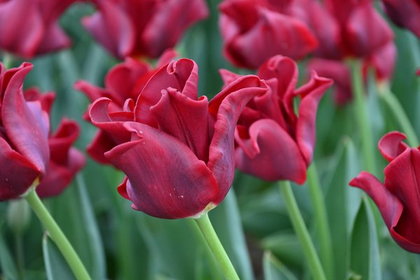 Coronet Tulpe 'Red Dress'