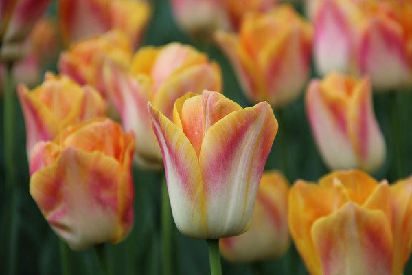 Triumph Tulpe 'Salmon Dynasty'