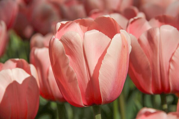 Darwin-Tulpe  'Salmon Impression'