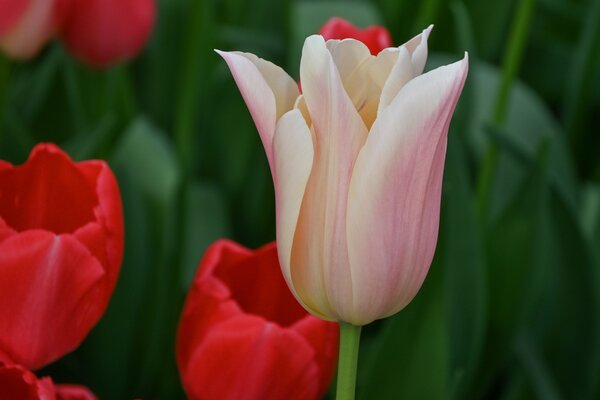 Tulpe, Gartentulpe, Tulipa Sanne