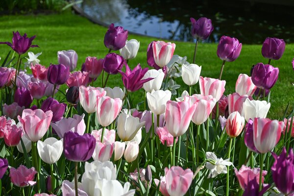 Tulpen, Gartentulpen Mischung, Mix Shades of Spring