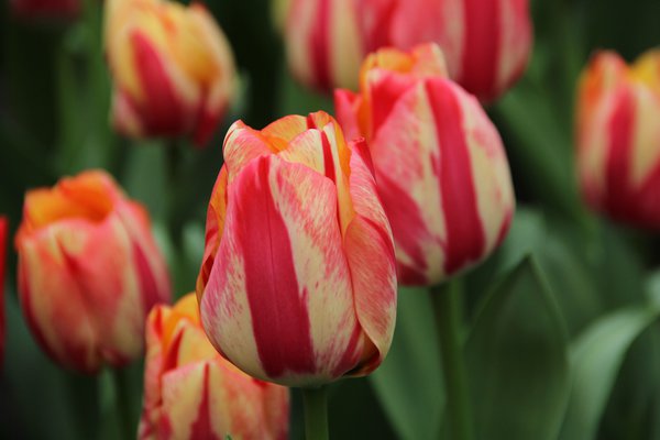 Einfache spte Tulpe 'Spryng Break'