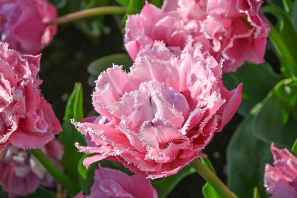 Tulpe, Gartentulpe, Tulipa Sugar Crystal