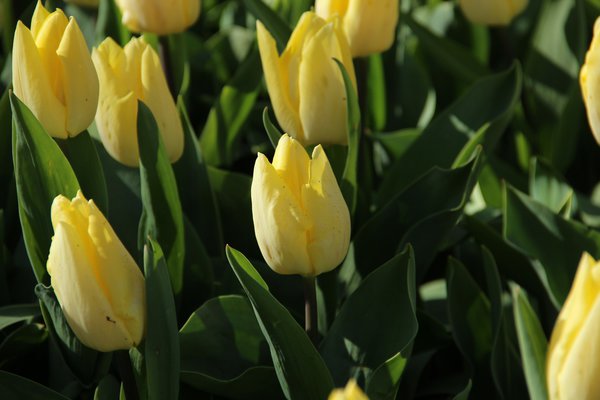 Tulpen Bltezeit Einfache frhe Tulpe Sunny Prince Lubera