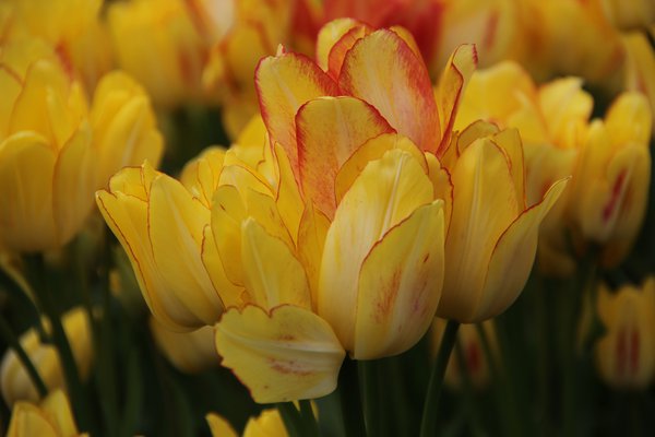 Mehrbltige Tulpe 'Sunshine Club'