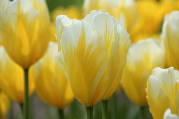 Tulpe, Gartentulpe, Tulipa SweetHeart