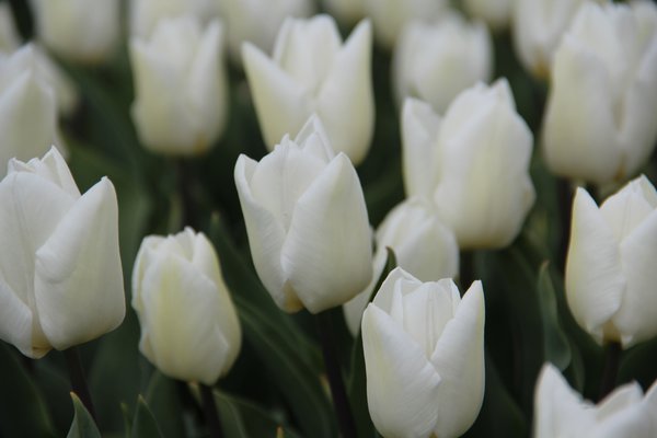 Einfache frühe Tulpe 'White Prince'