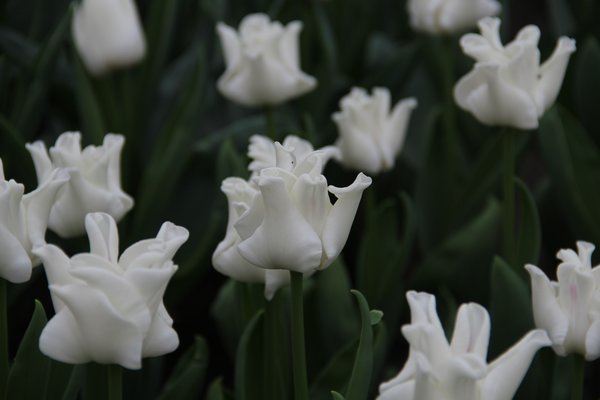 Coronet Tulpe 'White Liberstar'