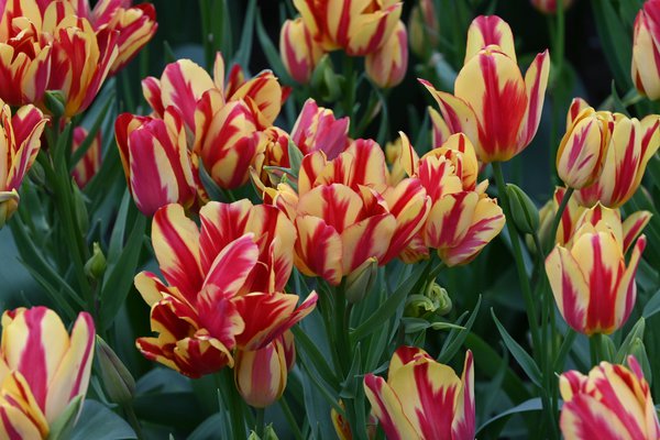 Mehrbltige Tulpe 'Wonder Club'