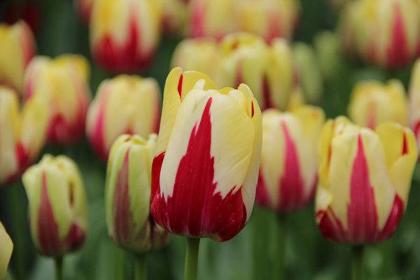 Tulpen Bltezeit Einfache spte Tulpe World Expression Lubera