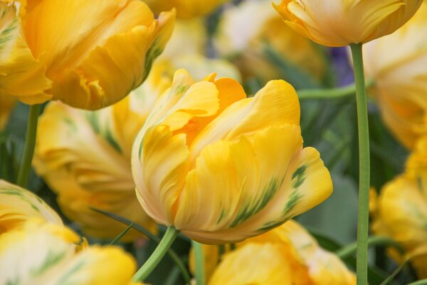 Papageien-Tulpe 'Yellow Madonna'