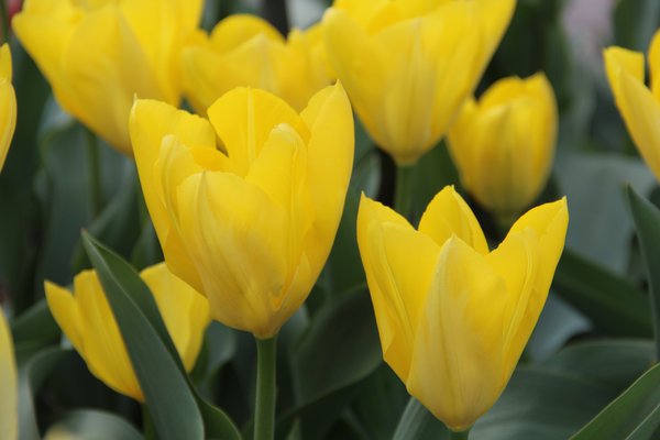 Fosteriana Tulpe 'Yellow Purissima'