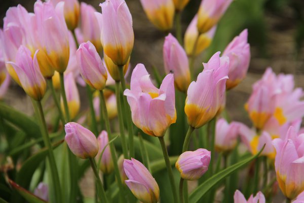 Tulpen vermehren Wildtulpe Lilac Wonder Lubera