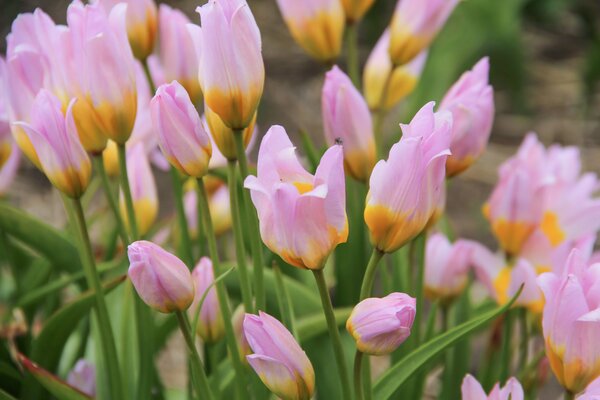 Wildtulpe 'Lilac Wonder' (korr)