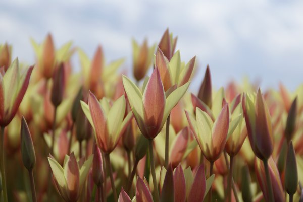 Wildtulpe 'Cynthia'