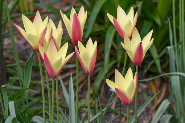 Tulpe, Wildtulpe, botanische Tulpe, Tulipa clusiana Tinka