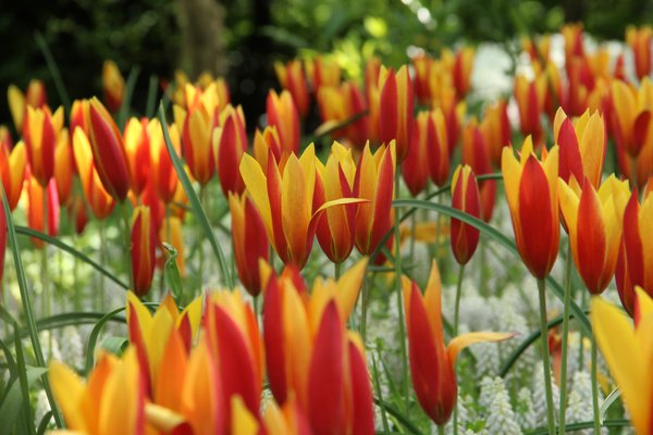 Wildtulpe 'Tubergens Gem' 