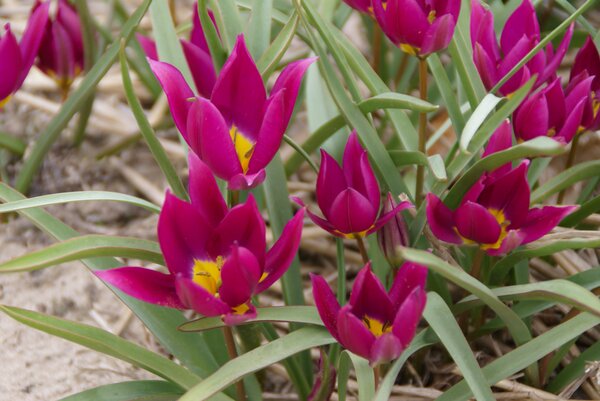 Wildtulpe, botanische Tulpe, Tulipa humilis Easter Star