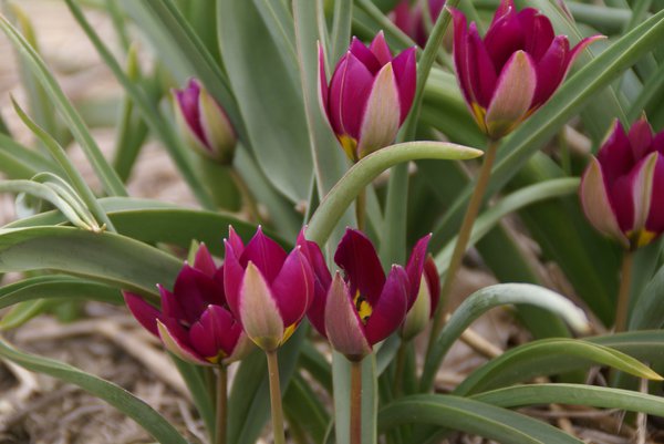 Tulpen Bltezeit Wildtulpe Persian Pearl Lubera