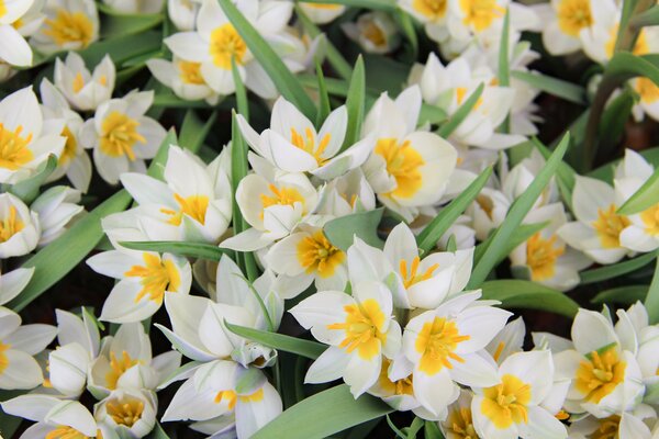 Tulipa polychroma
