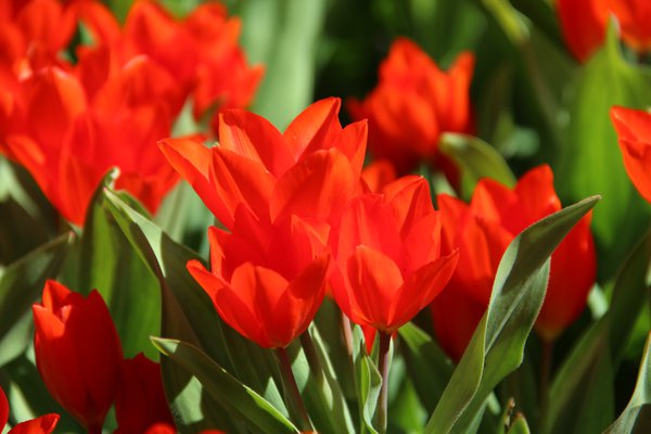 Wildtulpe praestans 'Fusilier'