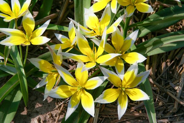Wildtulpe Tulipa tarda