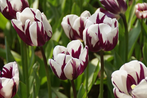 Triumph Tulpe 'Rem's Favourite'