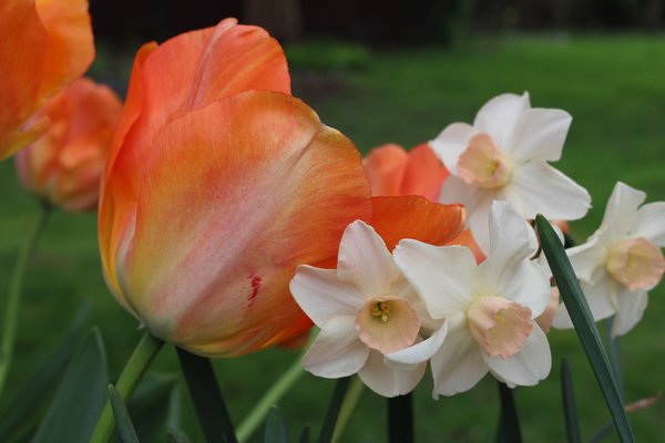 Blumenzwiebeln im Topf und Kbel, Blumenzwiebel Kombinationen, Tulpen, Narzissen, 